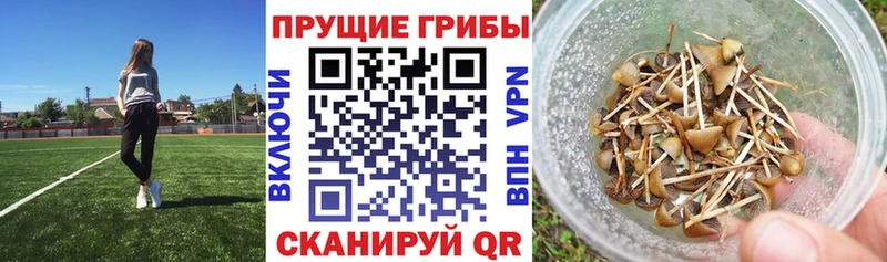 Купить закладки  Дорогобуж  Псилоцибиновые грибы Psilocybe 